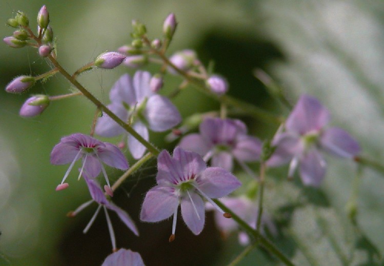 Veronica urticifolia / Veronica a foglie di ortica
